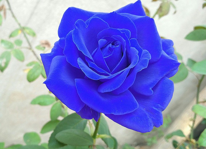 Blue Rose...