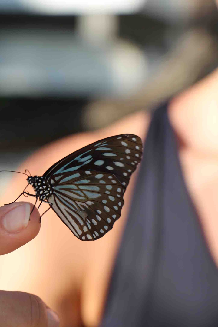Tiny beauty