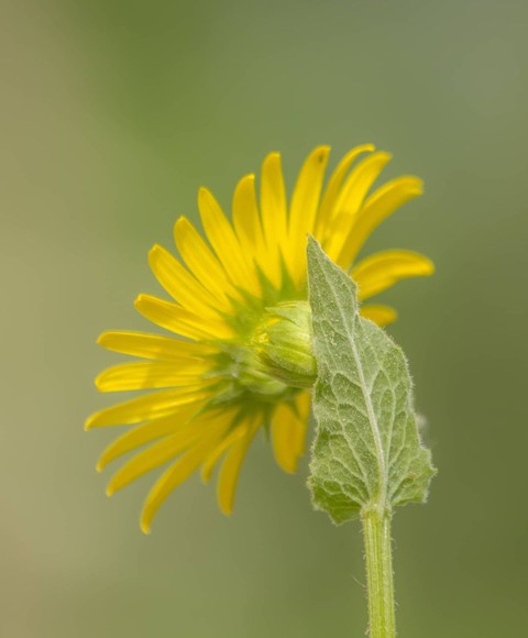 tapety plant, flower
