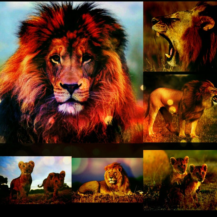 Lions