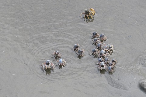 Fiddler Crabs