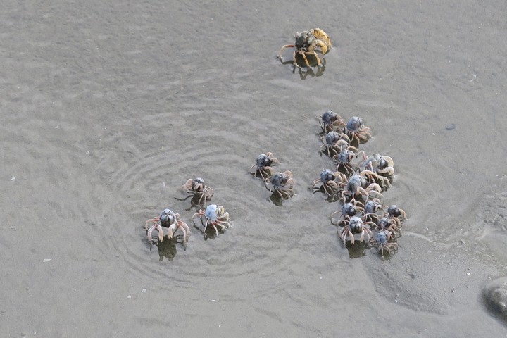 Fiddler Crabs