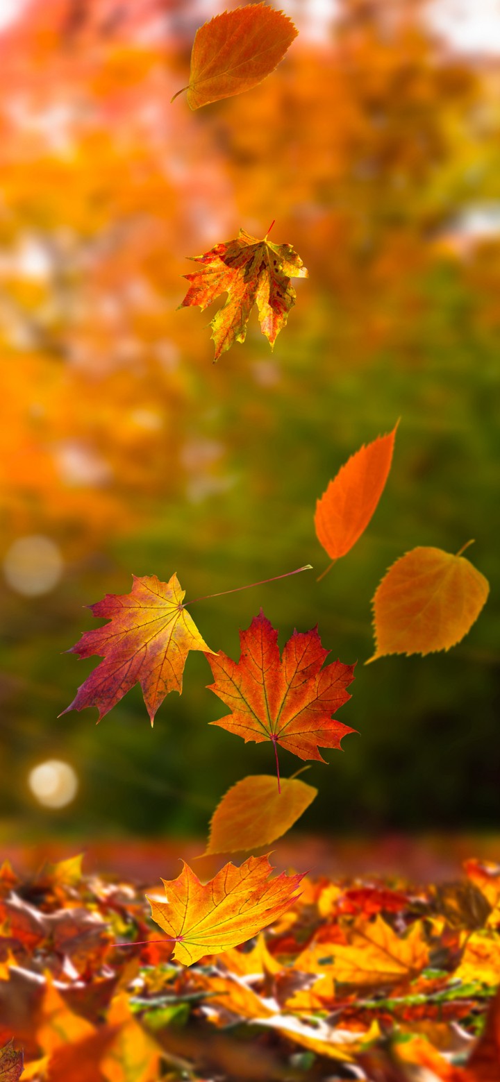 DANCING LEAVES