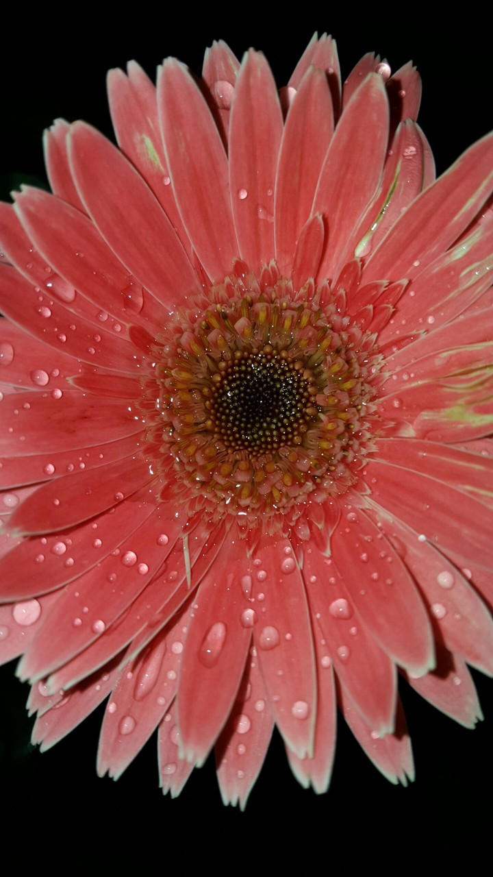 Gerbera