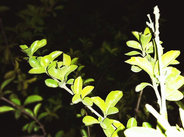 Leaves