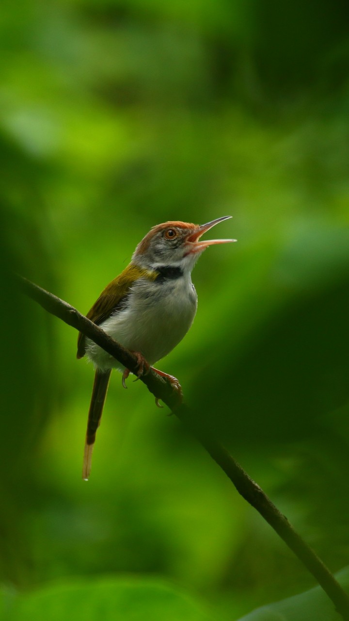 robin