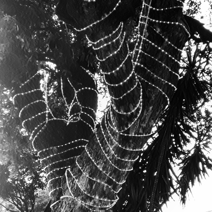 dark tree