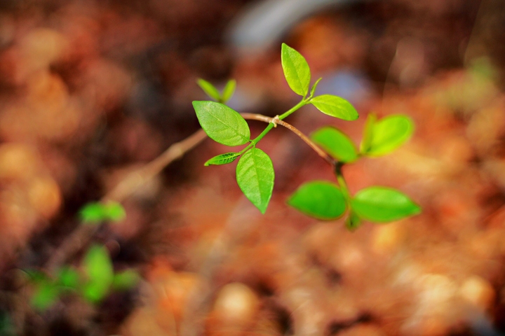 green leaf ?