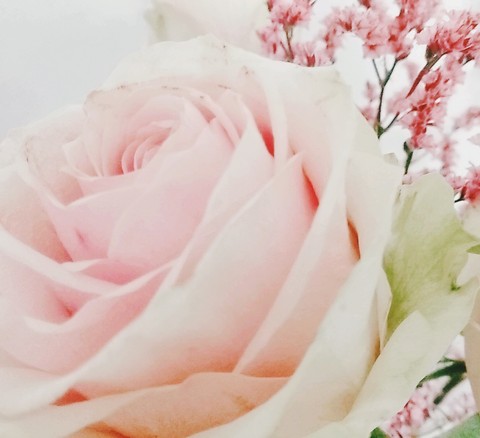 birthday rose