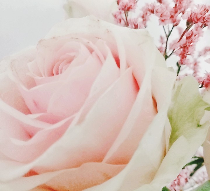 birthday rose