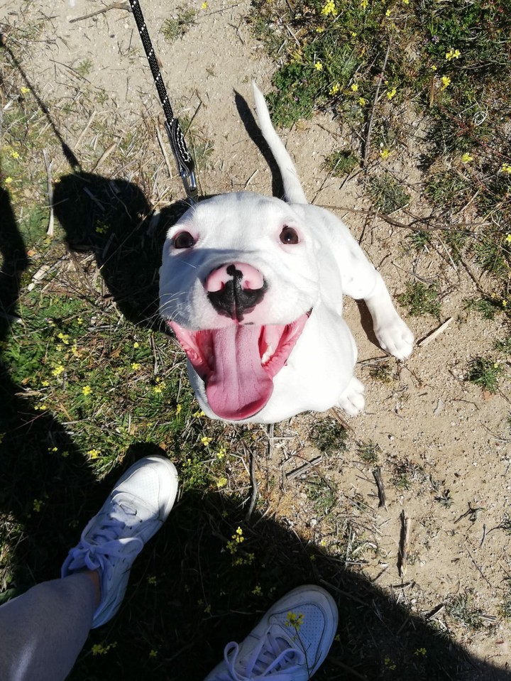 Mi perro Faraón