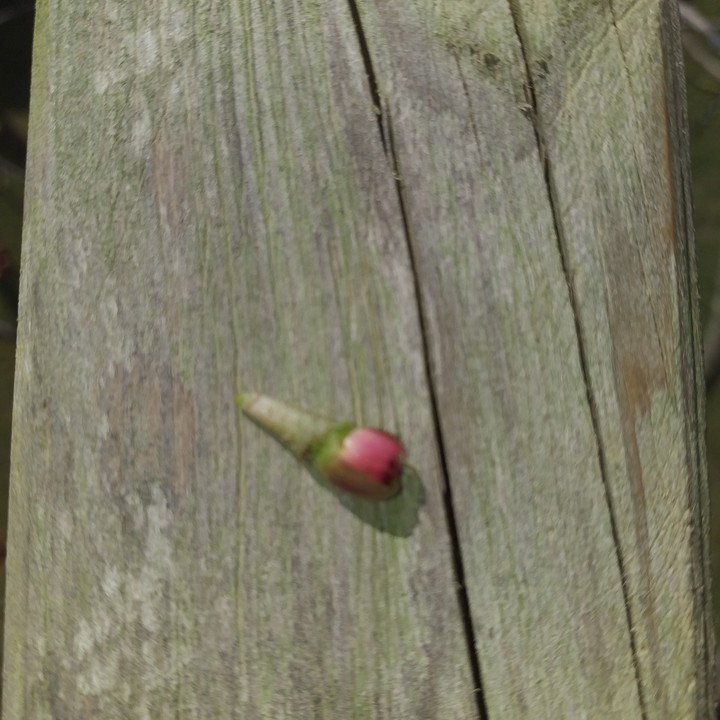 Blume