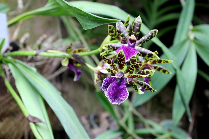 Orchidea