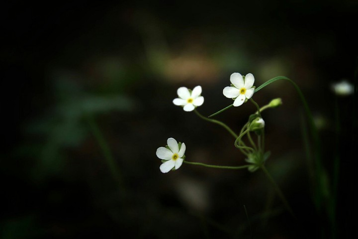 florcitas