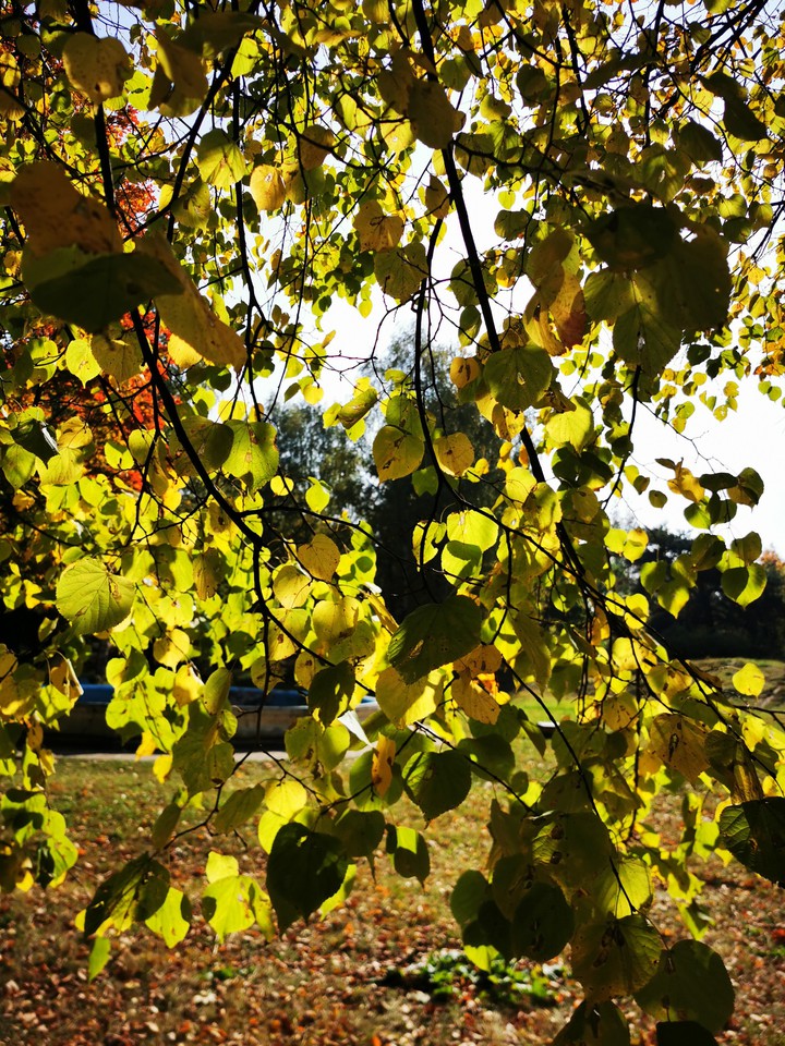 Autumn
