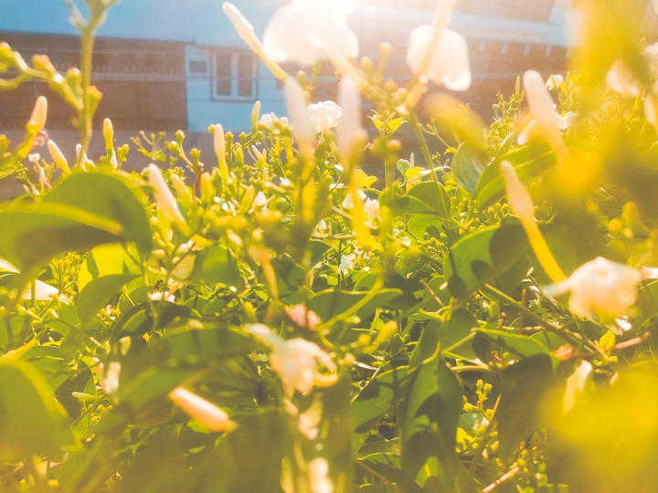 sunshine