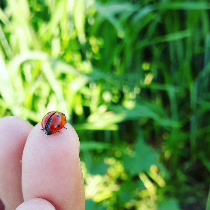ladybird