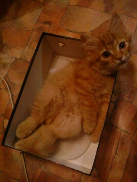 Рыжий котенок  в коробке