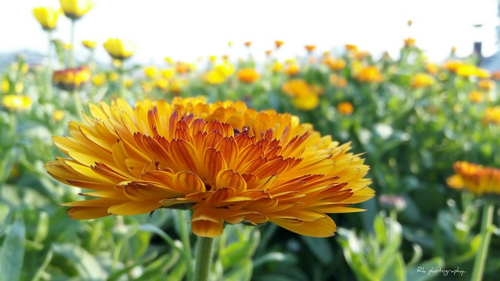 lovely flower....