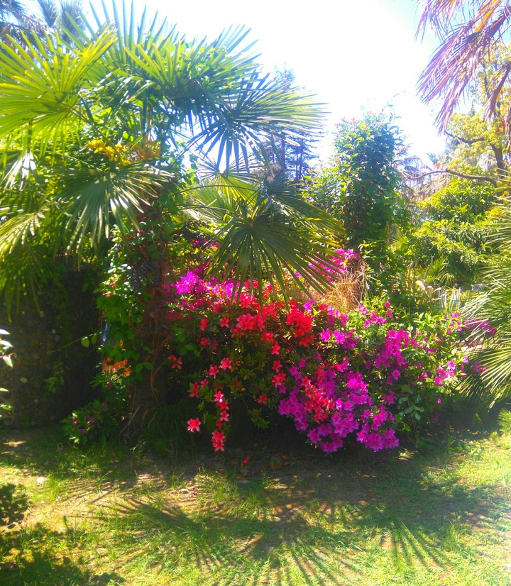 summer in Sochi