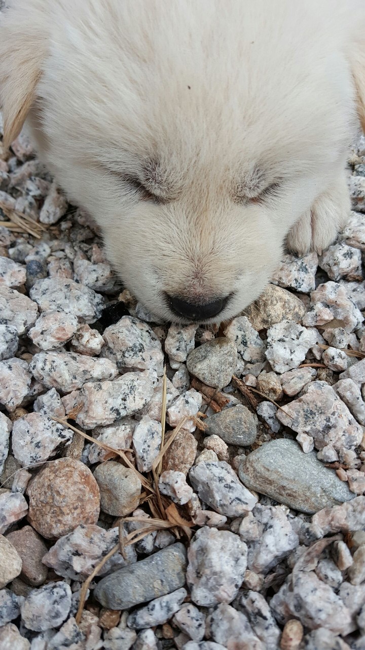멍멍