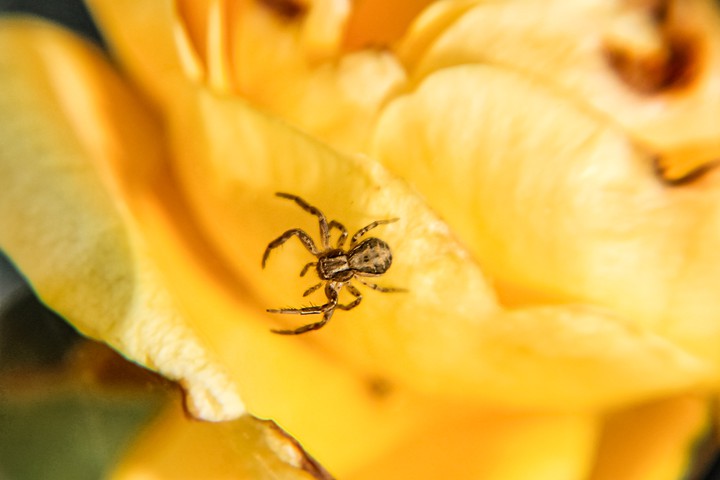 spider