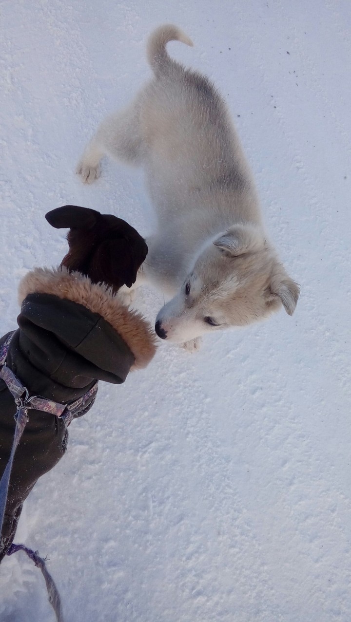 пес и щенок...
