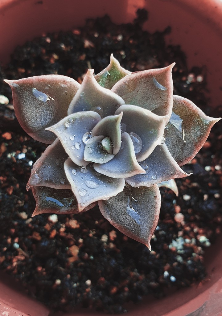 succulent