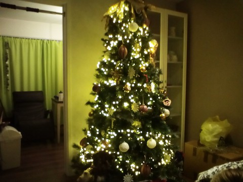 tree of wonders!!!