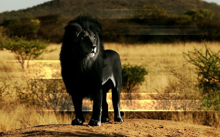 Black King..