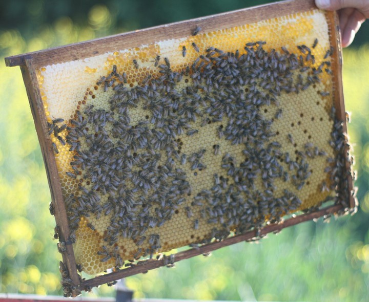 Bees