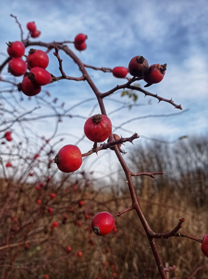 Dog-rose
