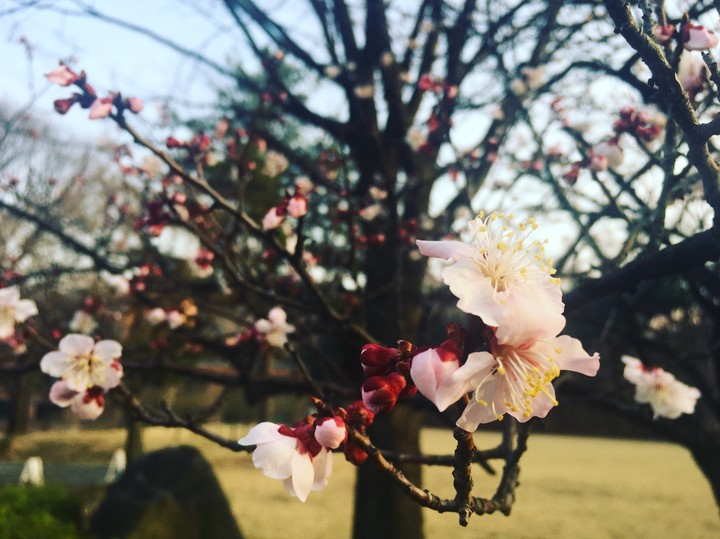 little Spring