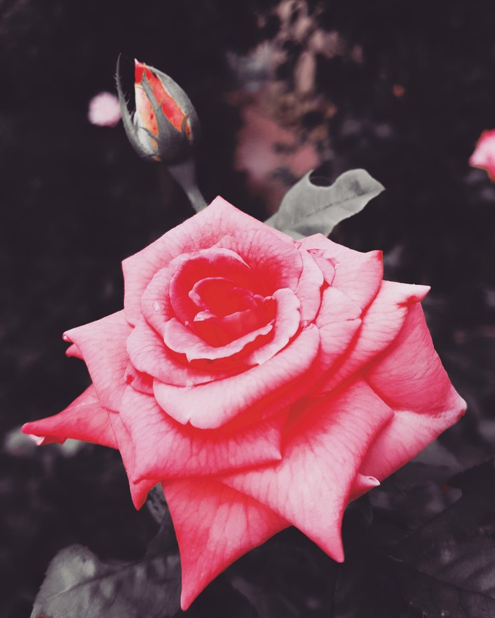 gül rose