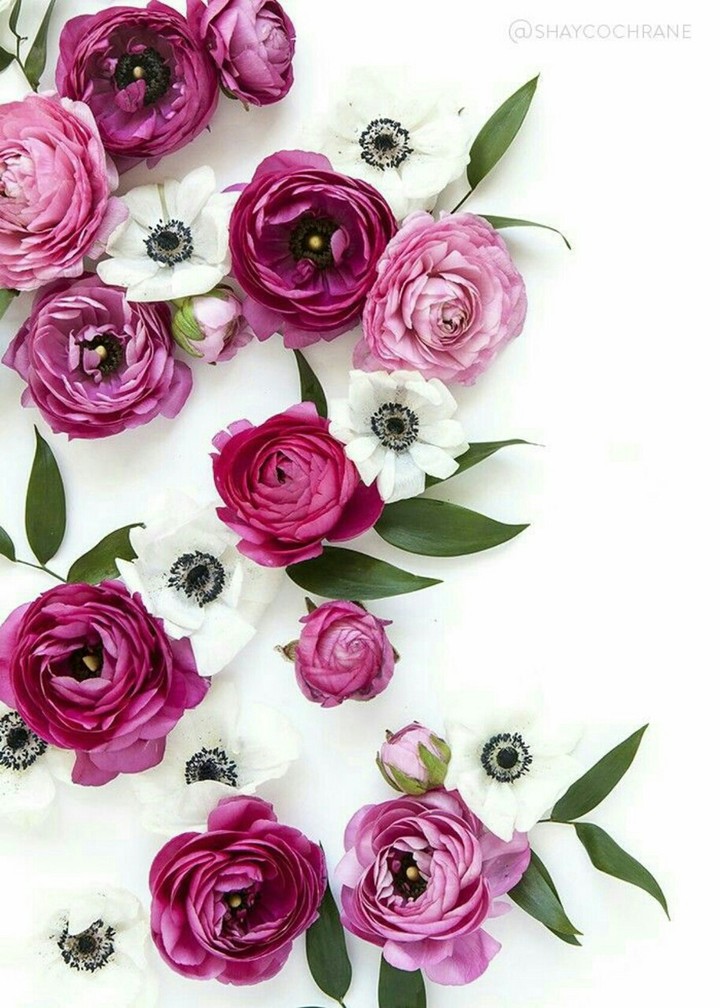 pink &white