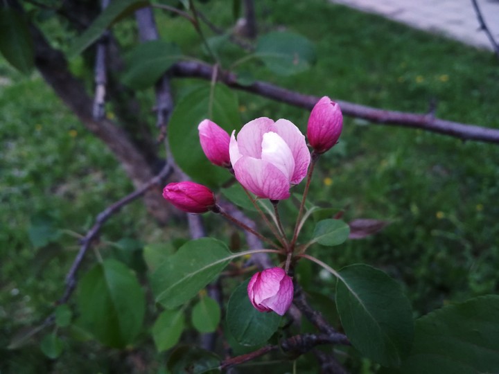 Apple flowers