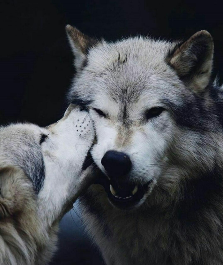 wolf