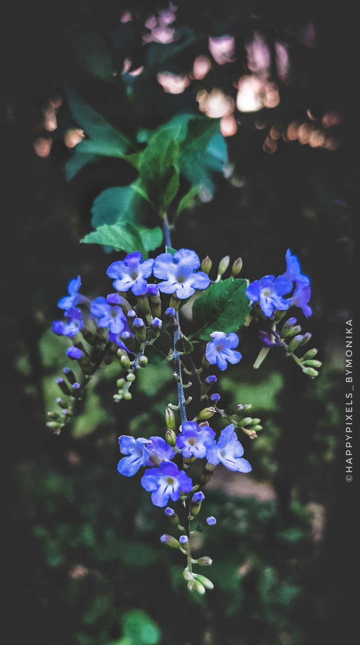 Beautiful flowers