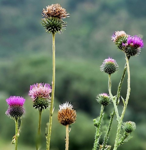 burdock, silybum háttérképek