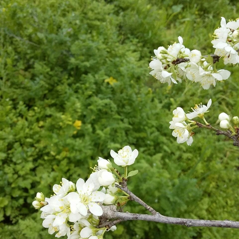 subshrub, camera壁纸