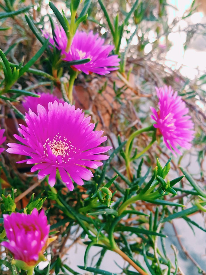 spring, flower, pink, nature, magic