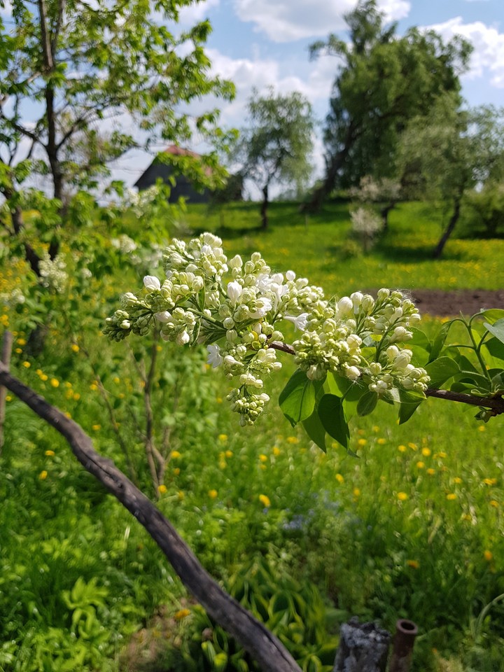 spring