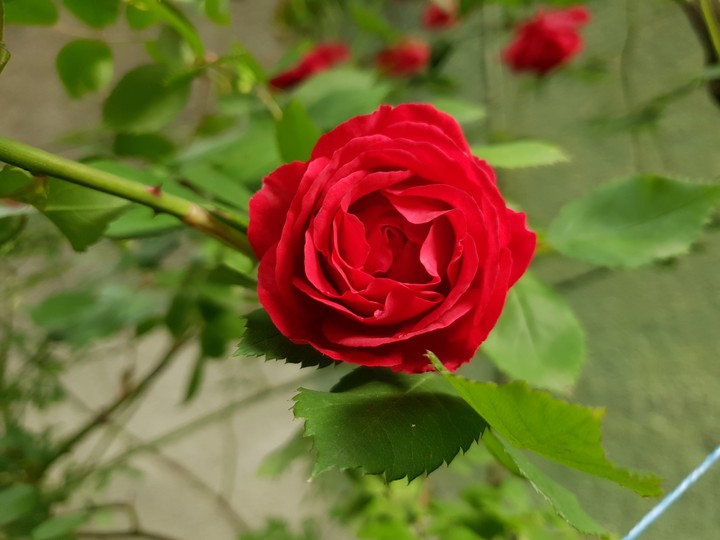 Rose