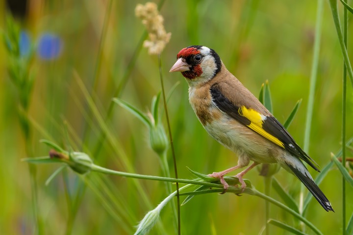 bird