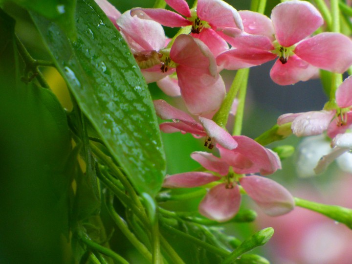 Flowers in rain