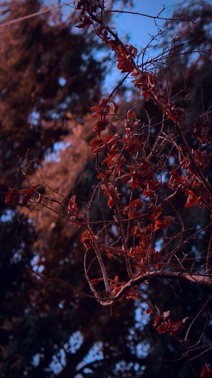 red tree