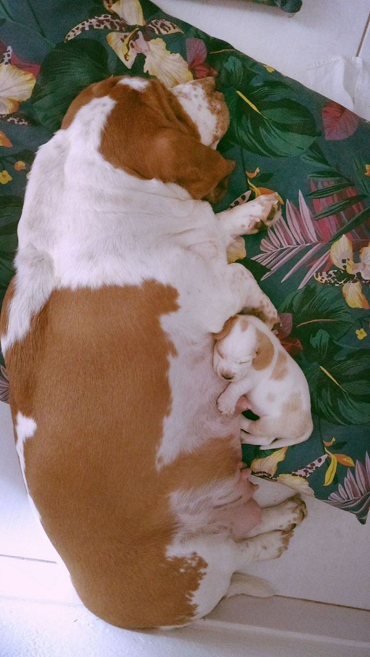 Mother and Puppy Basset Hound
