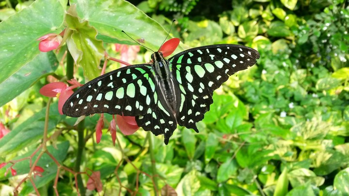 Schmetterling