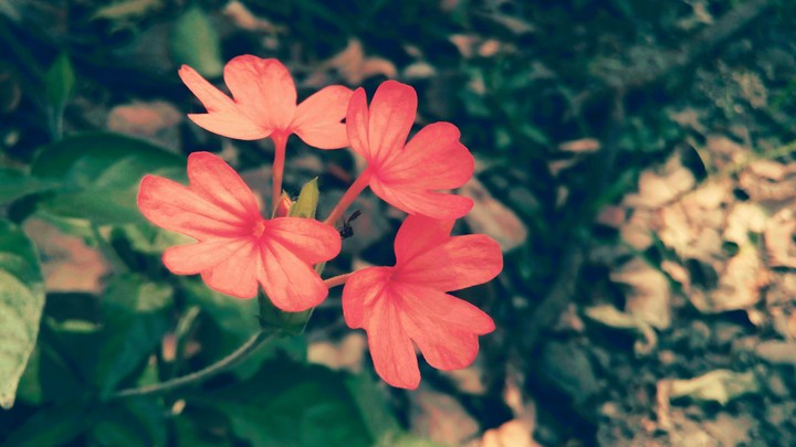 Small cute Aboli!!
