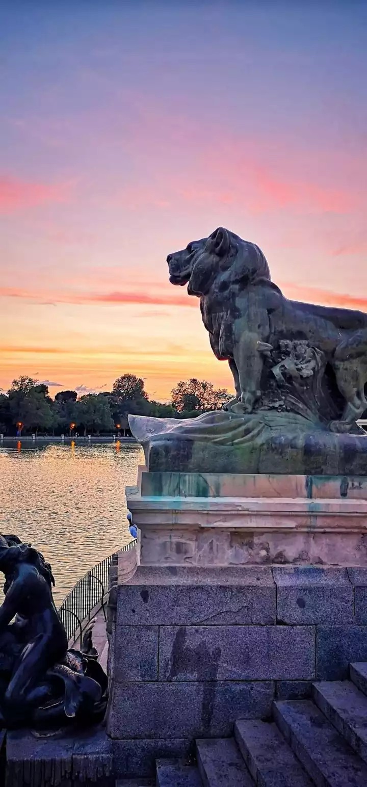 lion